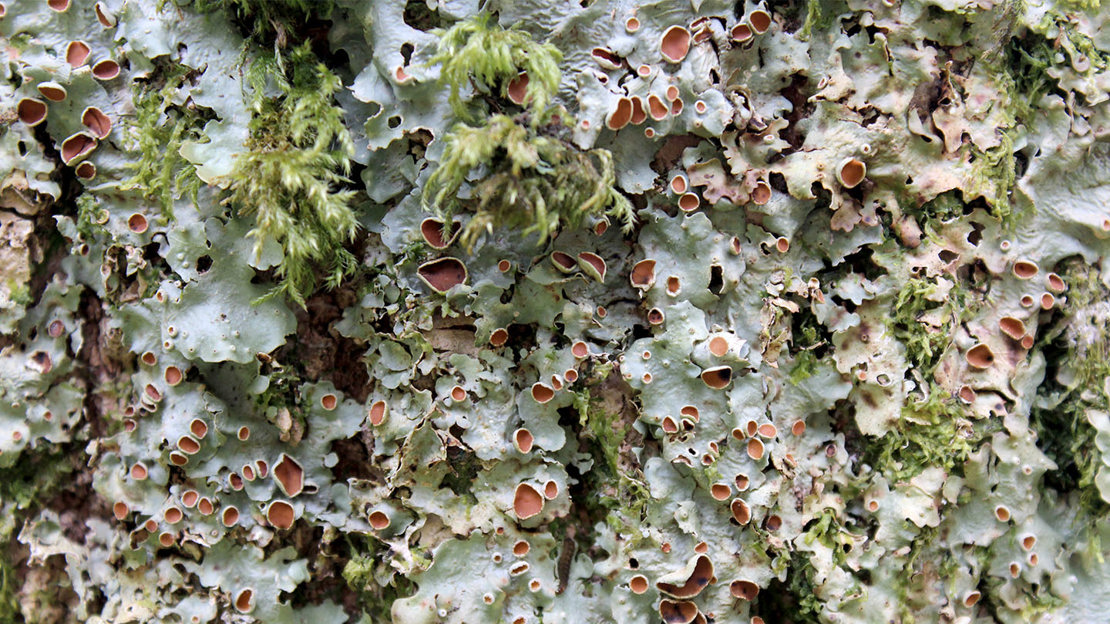Lobaria virens lichen on ash tree