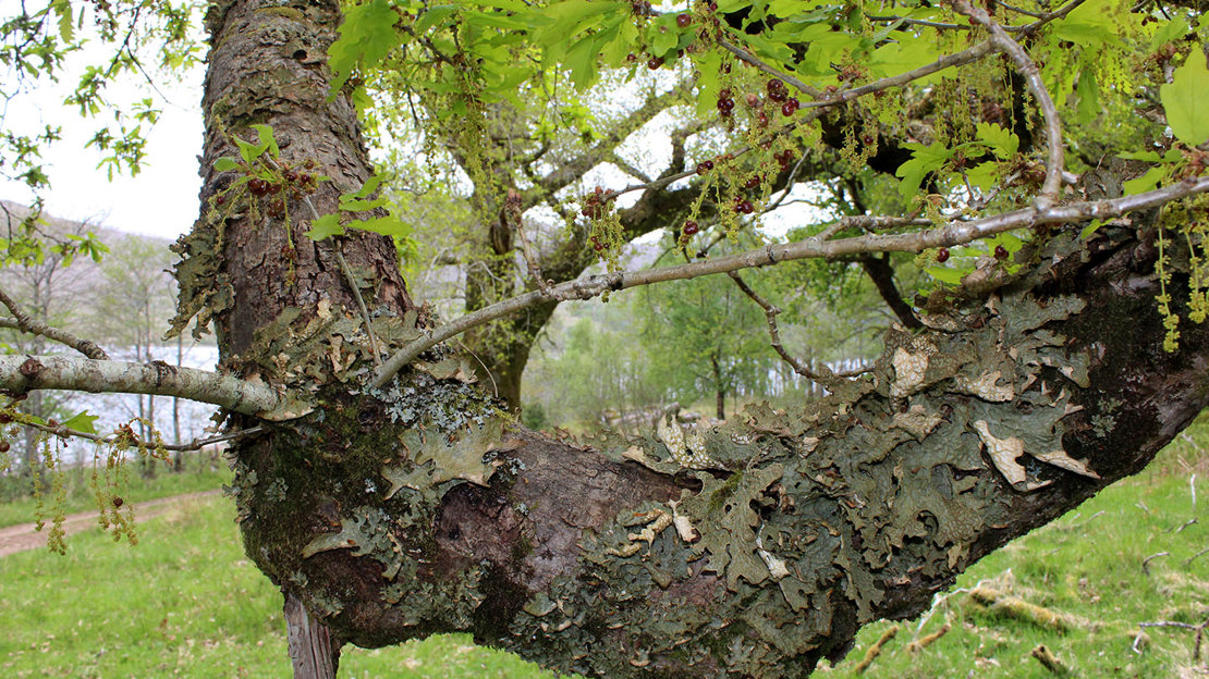 Lobaria pulmonaria lichen and oak apple galls at Arkaig