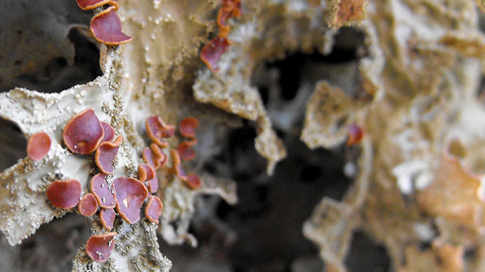 Lobaria pulmonaira on ash tree at Berth Lwyd