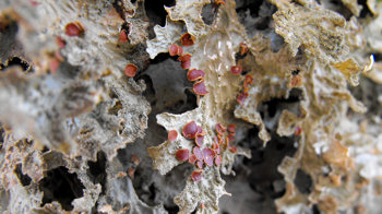 Lobaria pulmonaira on ash tree at Berth Lwyd