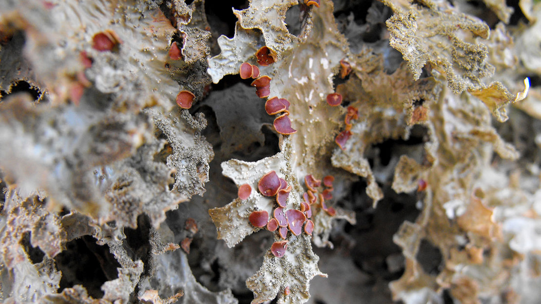 Lobaria pulmonaira on ash tree at Berth Lwyd
