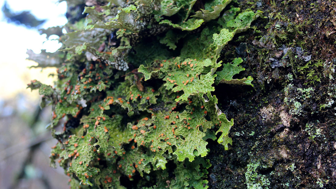 Fertile Lobaria pulmonaria