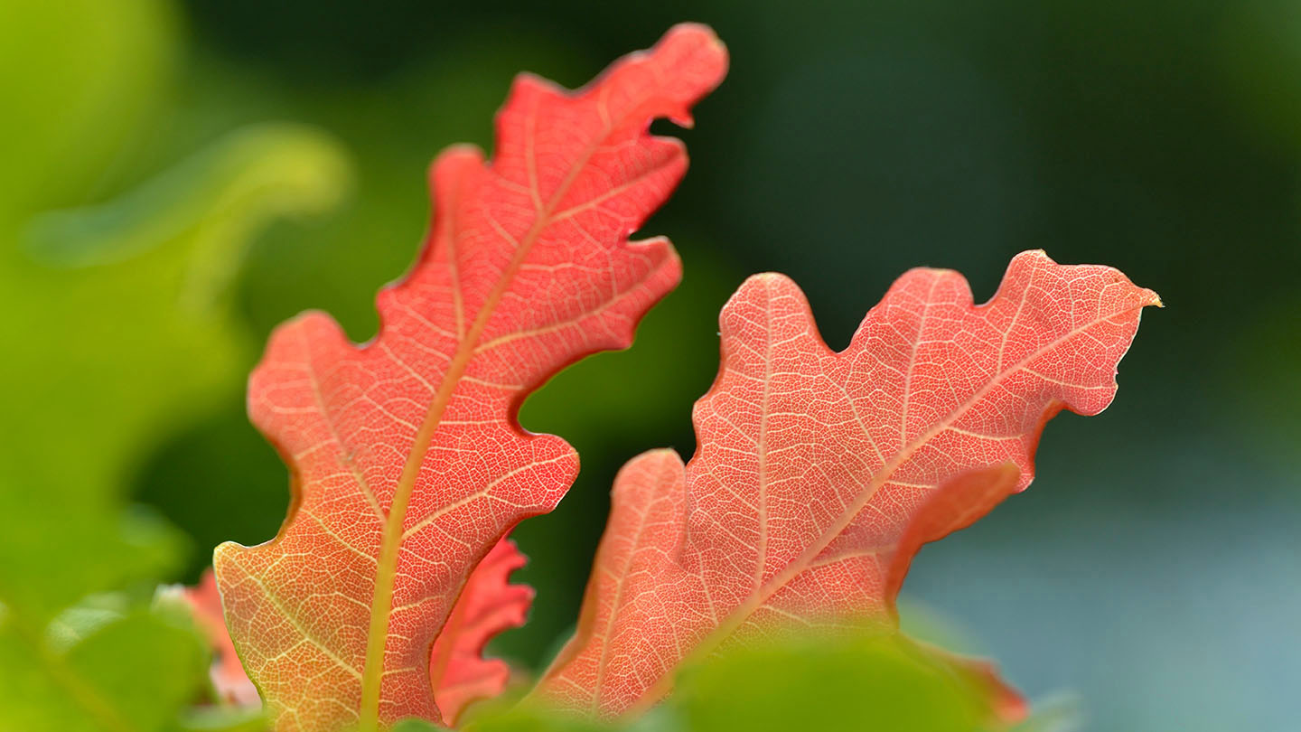 English Oak (Quercus robur) British Trees Woodland Trust
