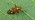 Fine streaked bugkin on leaf