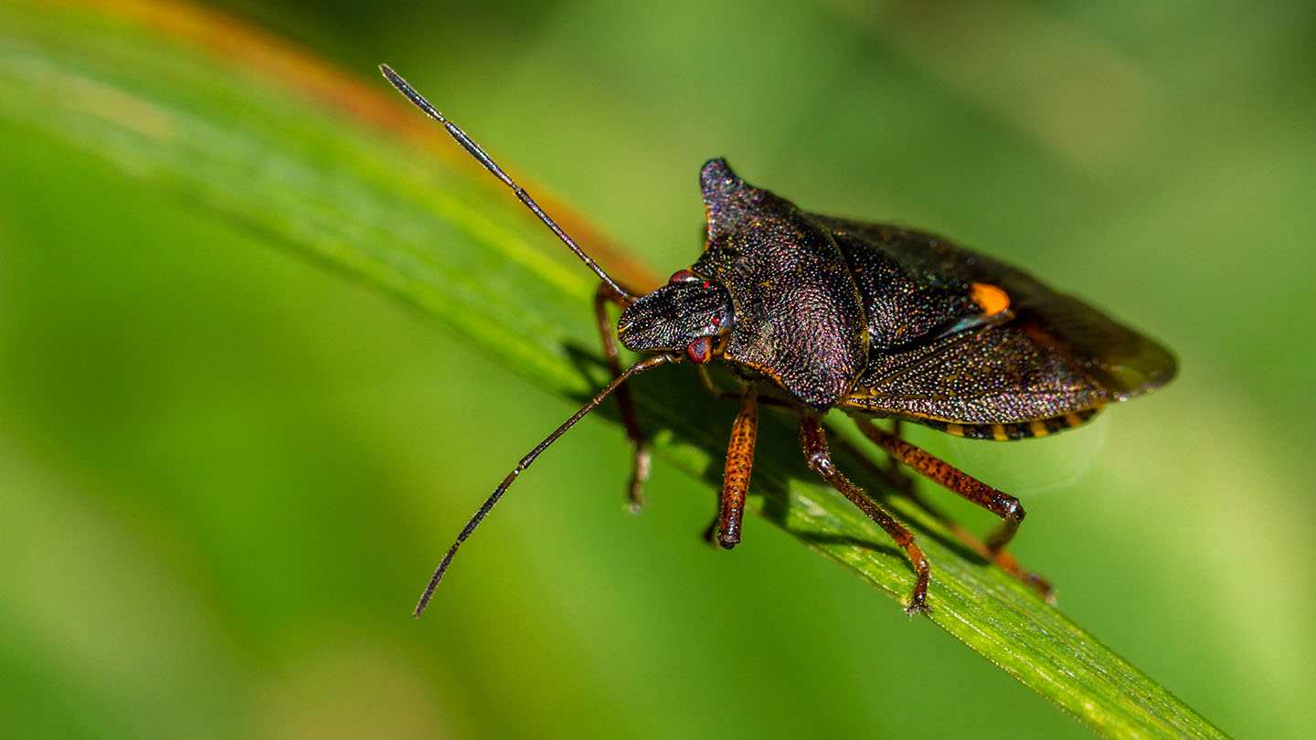 Stink Bugs Guide: Can They Fly? Where Do They Come From?