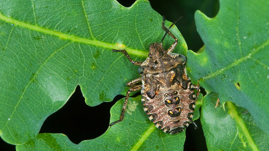 Forest Bug (Pentatoma rufipes) - British Bugs - Woodland Trust