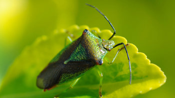 Hawthorn shield bug fourth instar nymph