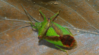 Adult hawthorn shield bug on beech leaf