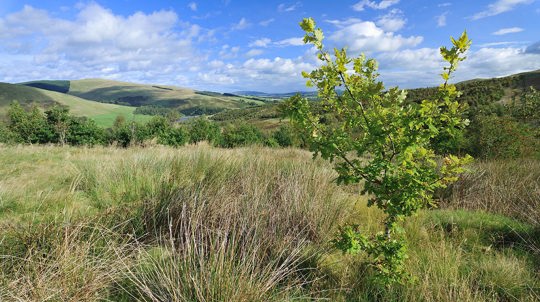 Stand Of Planted Saplings in rolling landscape
