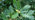 Sessile oak leaves with acorns