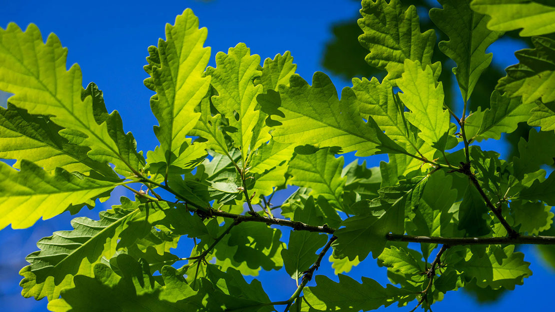 Sessile Oak Quercus Petraea British Trees Woodland Trust sessile-oak-quercus-petraea-british-trees-woodland-trust