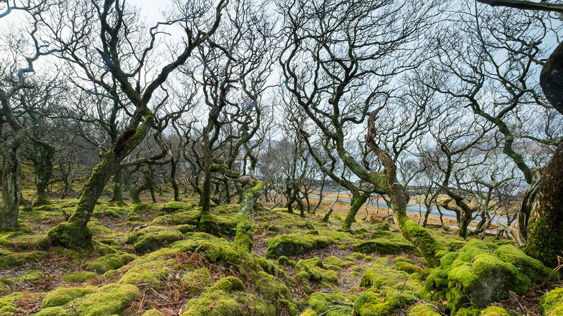 Sessile oaks bent and stunted by wind