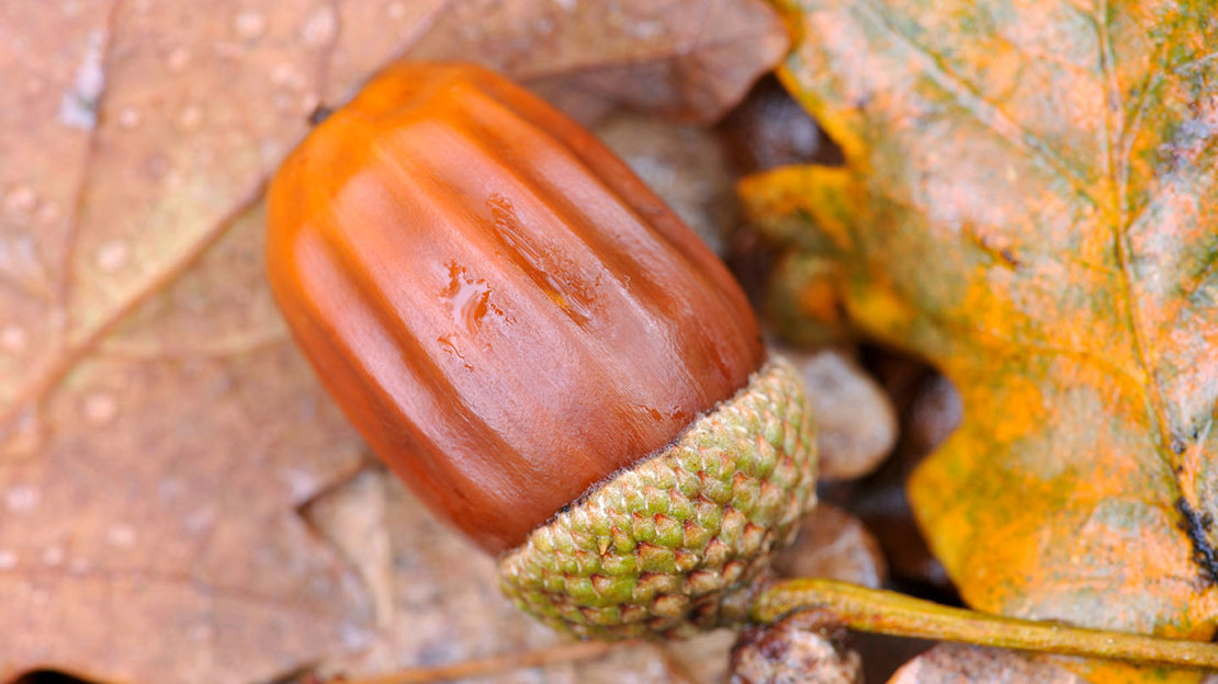 Sessile oak fallen acorn in autumn