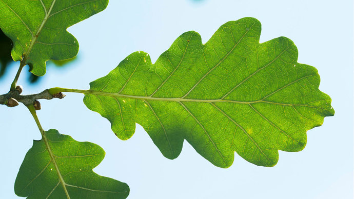 Sessile oak leaf close-up against blue sky