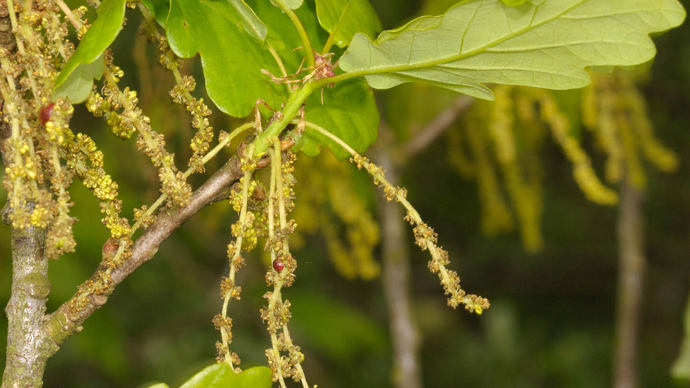 Sessile oak flowers