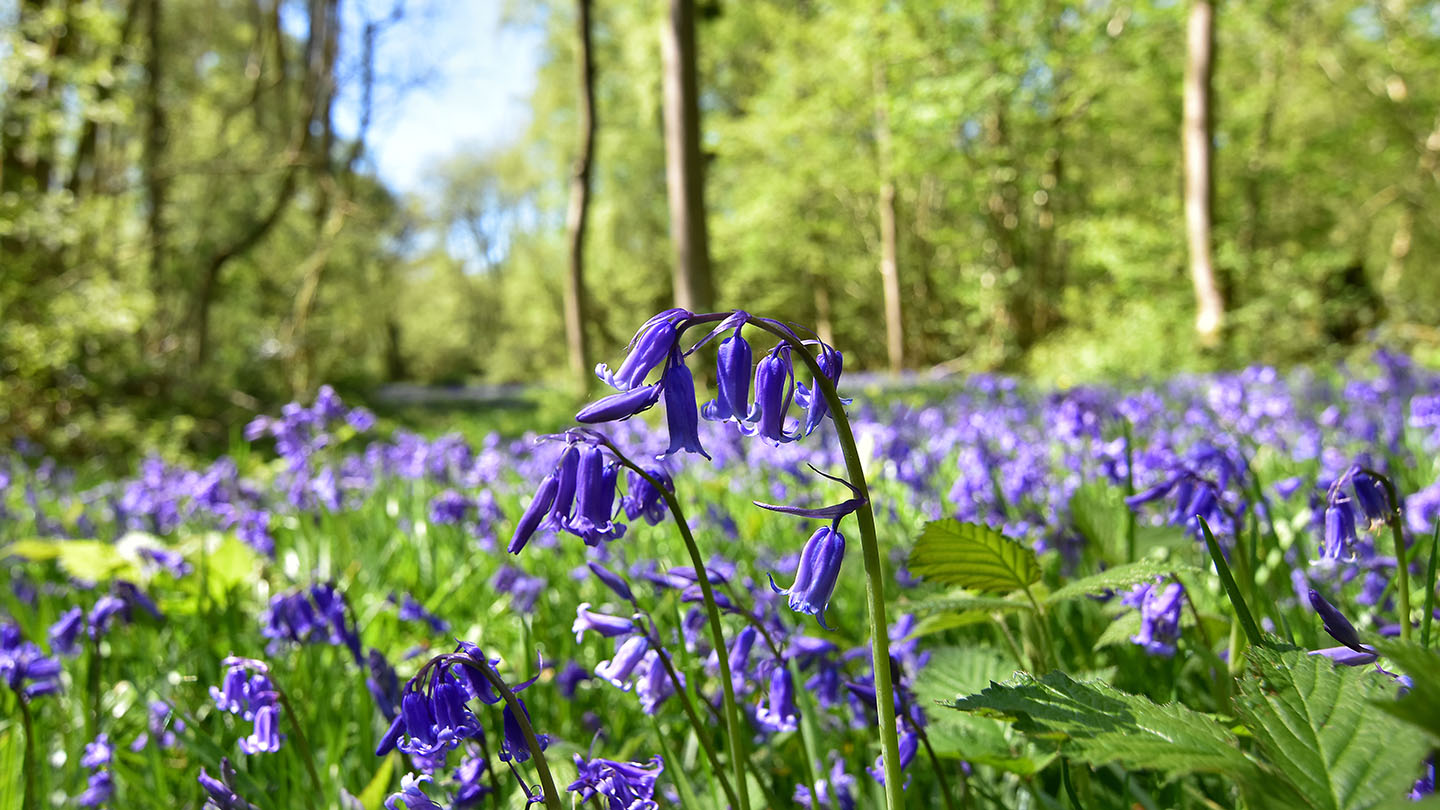 Bluebell (Hyacinthoides nonscripta) Woodland Trust