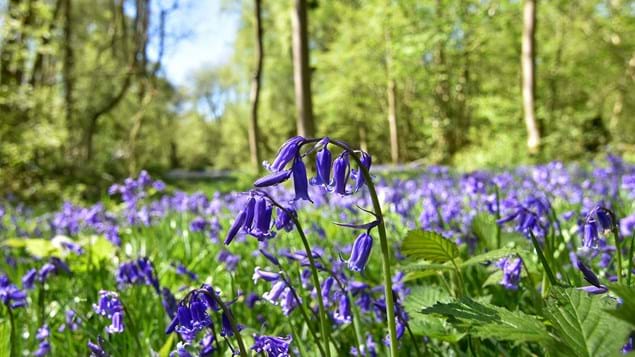 Bluebell (Hyacinthoides non-scripta) - Woodland Trust