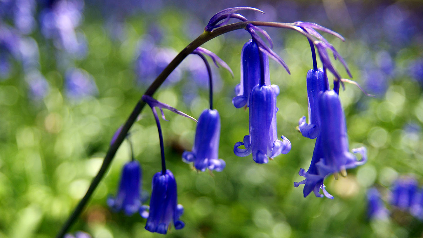 bluebell (hyacinthoides non-scripta) - woodland trust