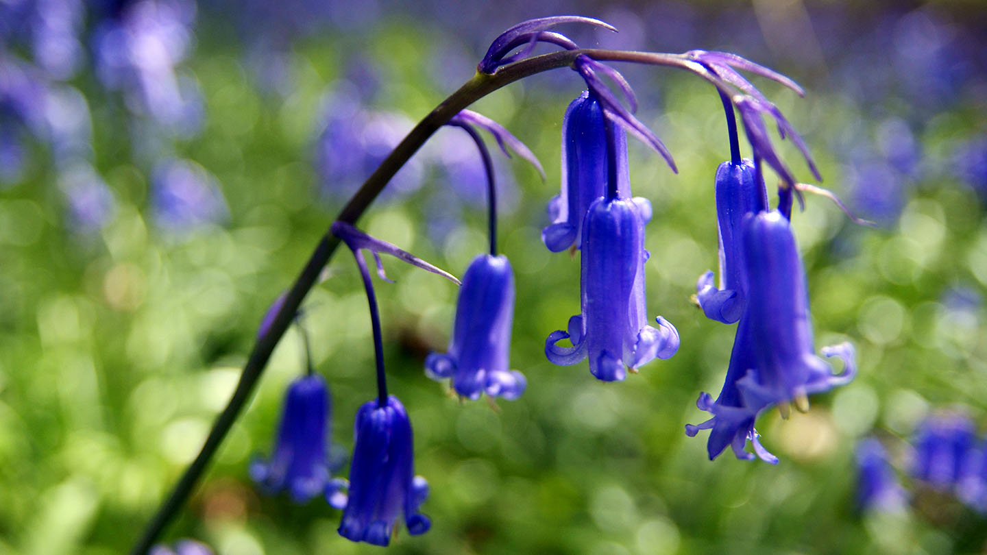 Are bluebells poisonous? And more bluebell facts - Woodland Trust