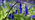 Bluebells close-up