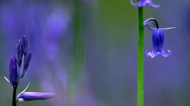 Bluebell Hyacinthoides Non Scripta Woodland Trust