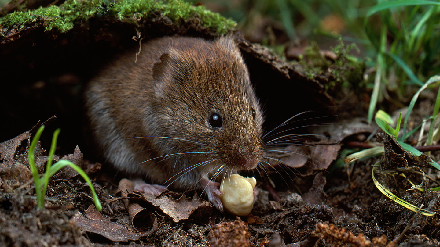 Bluebell (Hyacinthoides nonscripta) Woodland Trust