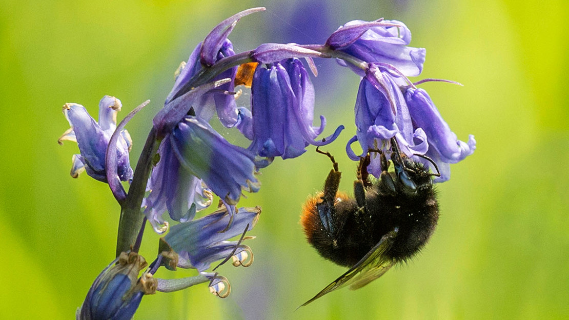 Bee pollinating a bluebell