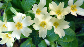Primrose flowering 