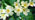 Primrose flowering 