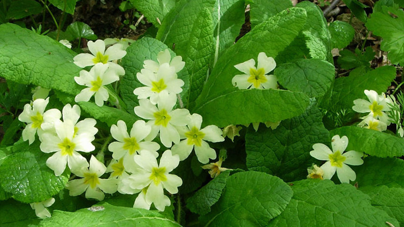 Umbraco.Cms.Infrastructure.PublishedCache.Property