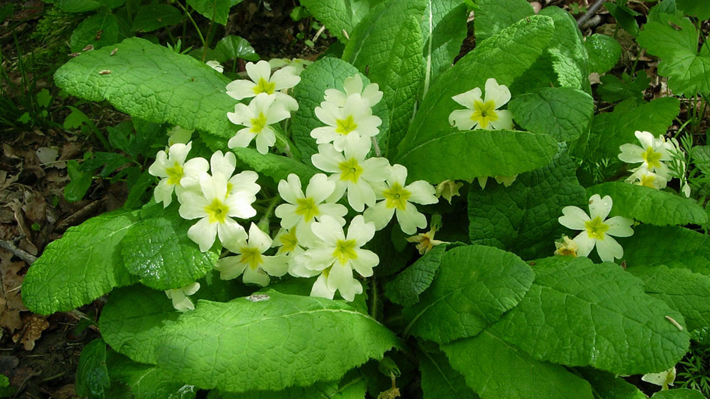 Primrose (Primula vulgaris) Woodland Trust