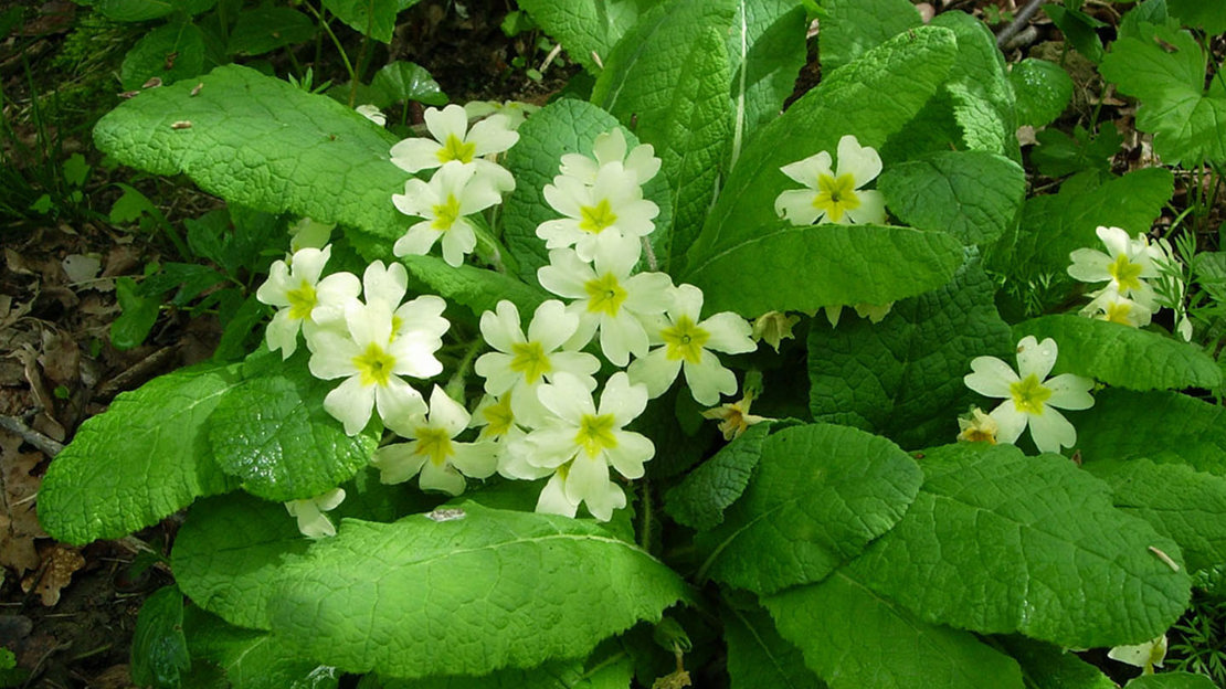 Primrose (Primula vulgaris) - Woodland Trust