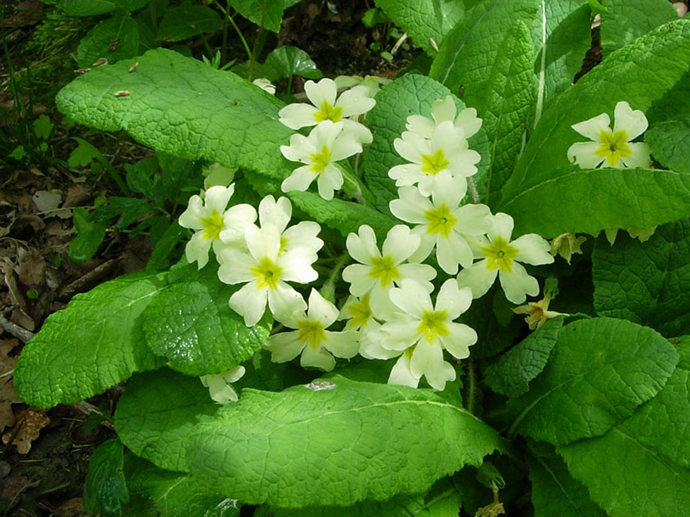 Umbraco.Cms.Infrastructure.PublishedCache.Property