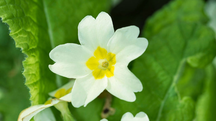 Primrose single flower close-up