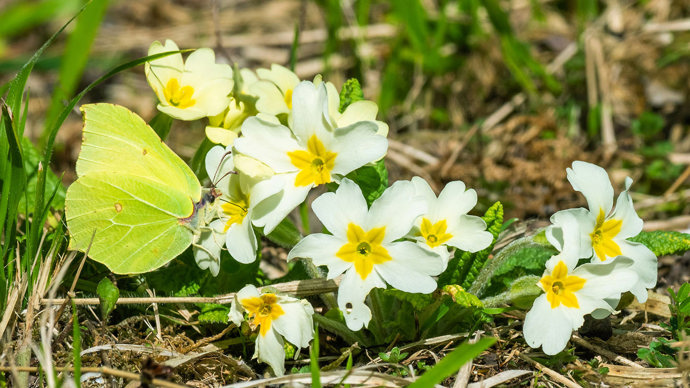 Brimstone butterfly on primrose