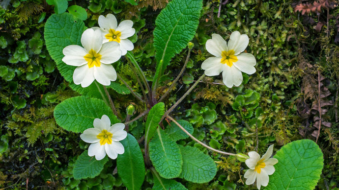 Common primrose