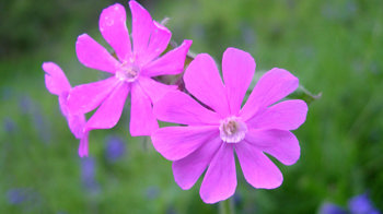 Red campion flower close-up
