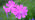 Red campion flower close-up