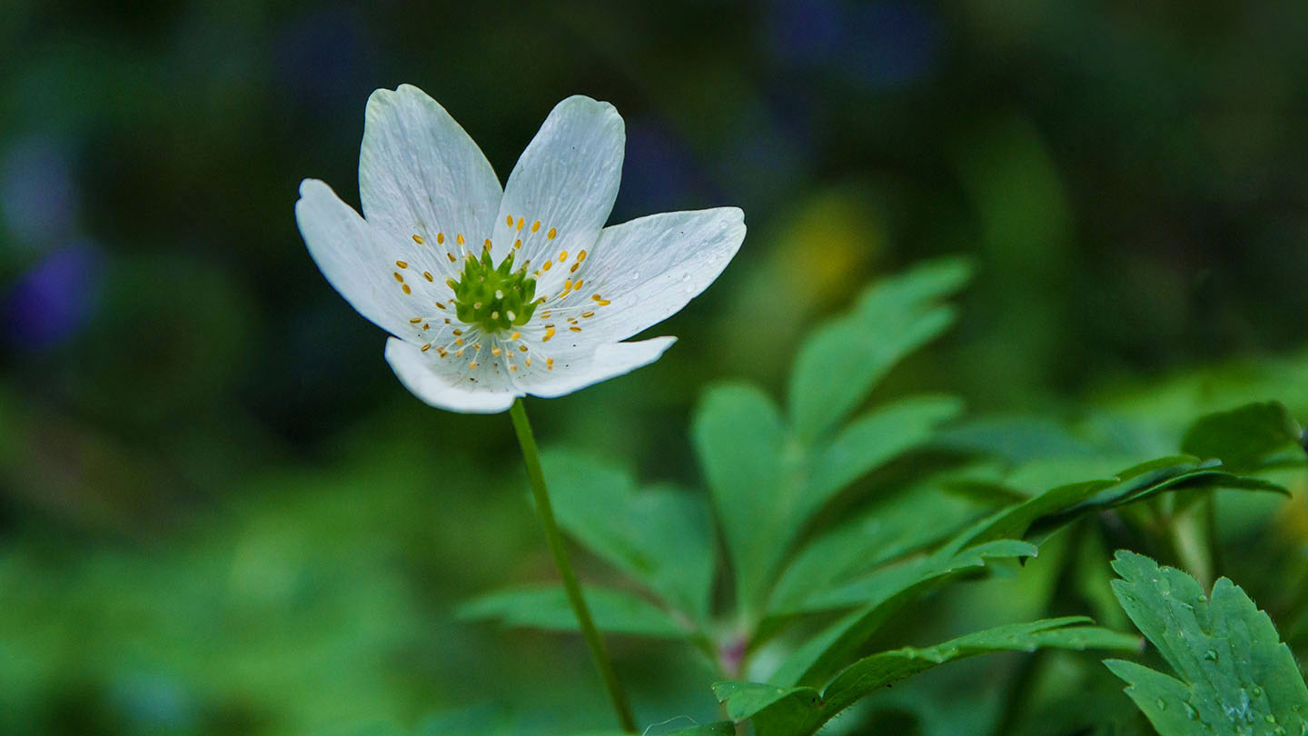 Wood anemone (Anemonoides nemorosa) Woodland Trust