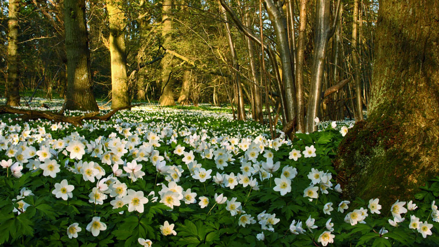 Wood anemone (Anemonoides nemorosa) Woodland Trust