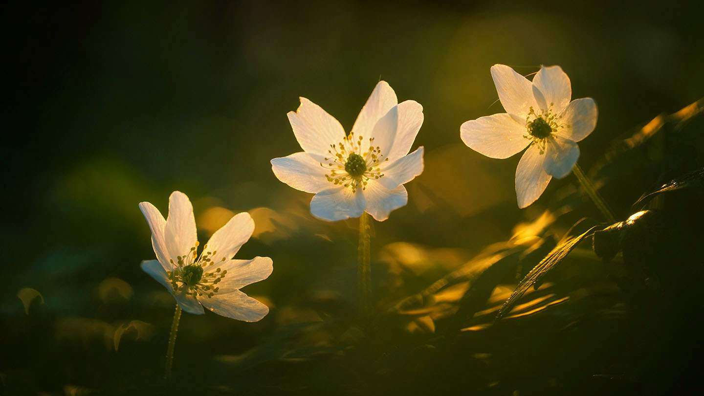Wood anemone (Anemonoides nemorosa) Woodland Trust