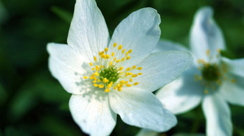 Wood anemone flower close-up