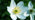 Wood anemone flower close-up