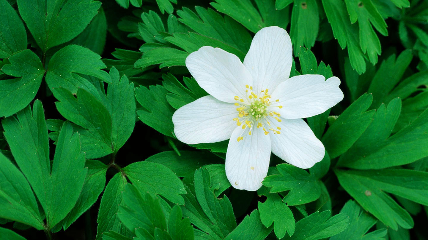 Wood anemone (Anemonoides nemorosa) Woodland Trust