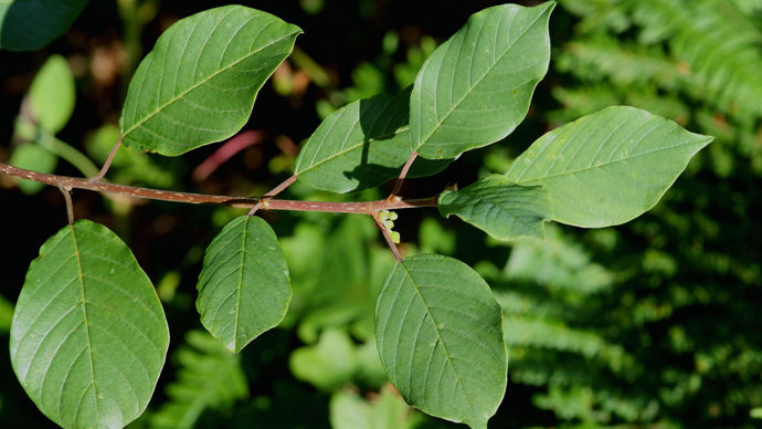 Alder buckthorn leaves against woodland background