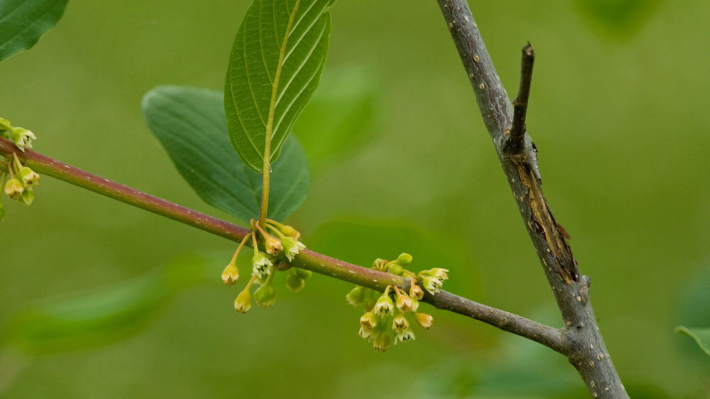 Alder Buckthorn (Frangula alnus) Woodland Trust