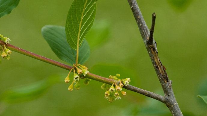 Alder buckthorn new flower
