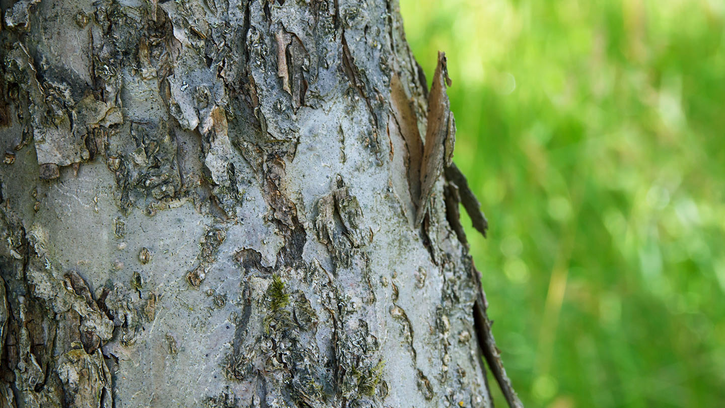 Apple (Malus x domestica) British Trees Woodland Trust