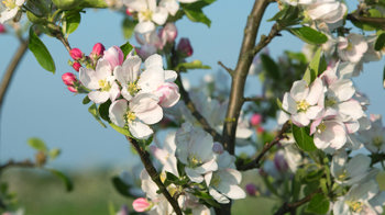 Apple blossom against a field background and blue sky Apple blossom against a field background and blue sky