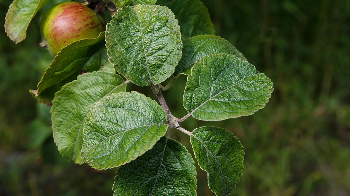 Fruit Tree Identification